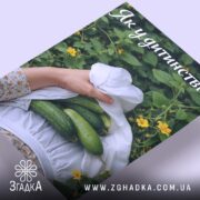 Холст огірки спогади дитинства, ракурс знизу, деталі фактури, бренд Згадка.