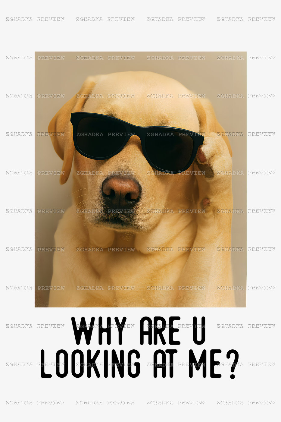 Принт «Лабрадор в окулярах — Why are u looking at me?» — прев’ю дизайну